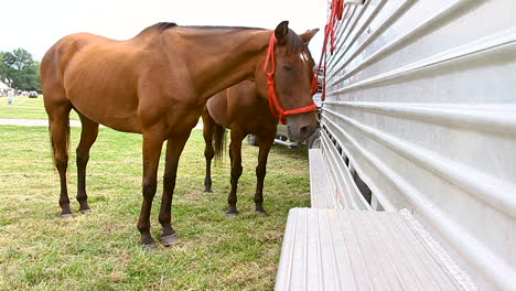 two horses tied to a trailer_medium shot