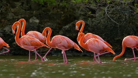 El-Seguimiento-Sigue-A-Una-Bandada-De-Flamencos-Caminando-Levantando-Las-Patas-A-Través-Del-Agua,-El-Bosque-De-Manglares-Y-La-Costa-Rocosa.