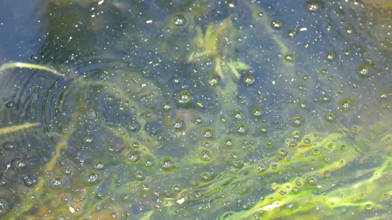 Inquadratura statica dall'alto di bolle che salgono attraverso alghe verdi in uno stagno d'acqua dolce illuminato dal sole