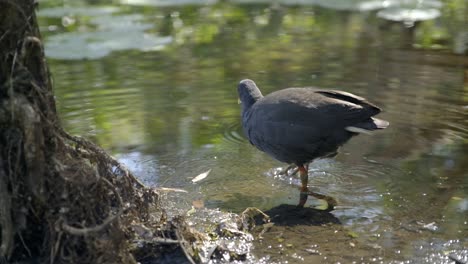 Australian-dusky-moorhen-wades-in-a-shallow-pond