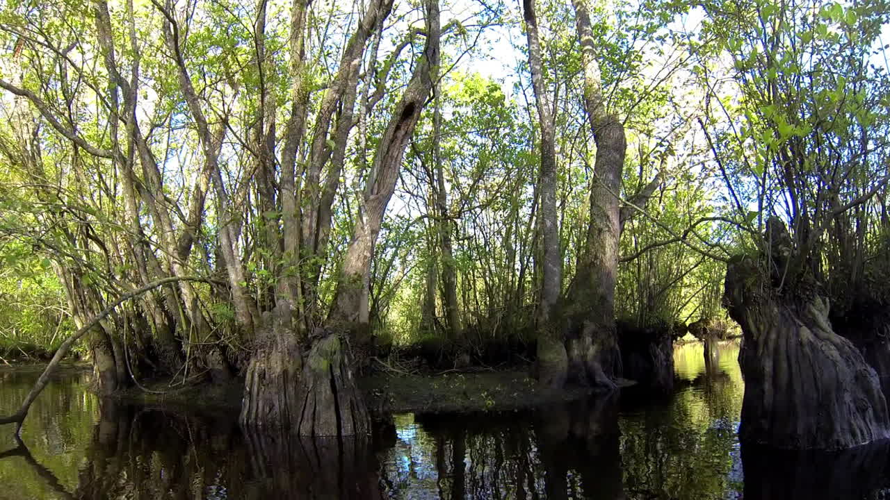 보트에 탑재된 전방 트러킹 샷이 사이프러스 무릎과 작은 섬에 천천히 접근합니다.