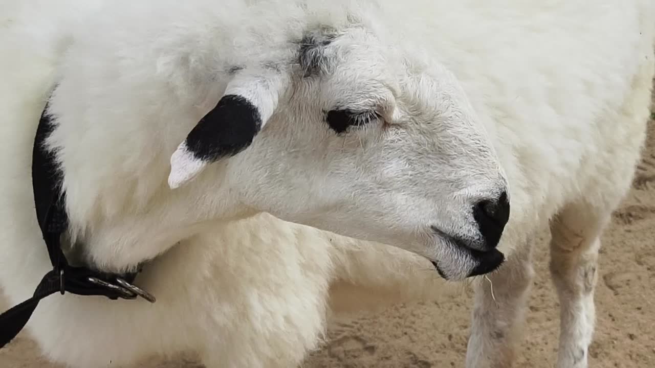 검은 반점이 있는  양