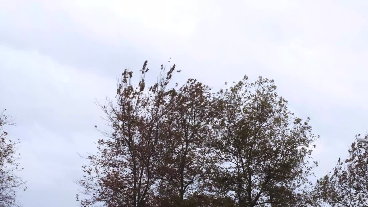 폭풍 속에서 흔들리는 나무