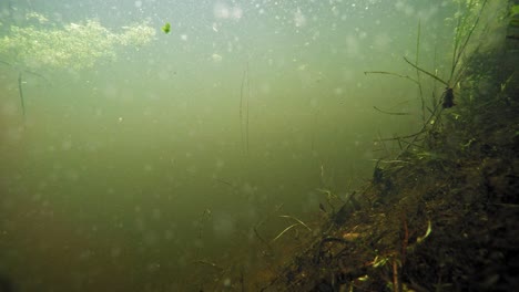 paisaje acuático de la vida silvestre en el fondo del lago