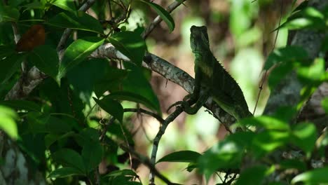 Perching-on-a-tiny-branch,-camouflaged-by-the-green-foliage-of-the-forest,-a-Chinese-Water-Dragon-Physignathus-cocincinus-is-found-in-a-National-Park-in-Thailand