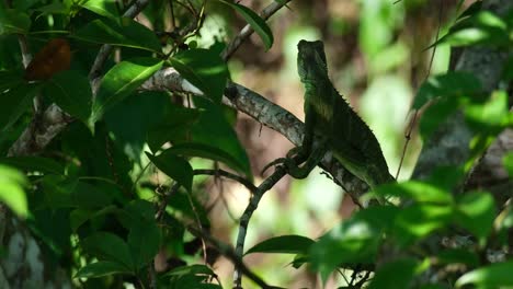 숲의 초록색 잎자루로 위장 된 작은 가지에 앉아있는 중국 물 용 (physignathus cocinus) 은 태국 국립 공원에서 발견됩니다.