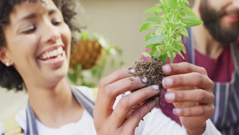 video de una feliz pareja diversa mirando una planta, colocando plántulas juntas en casa, con espacio para copiar