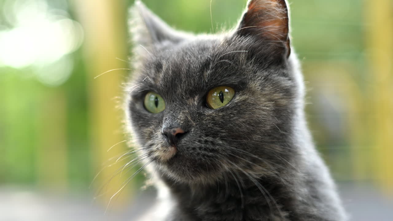 Primo piano di un gatto grigio con gli occhi verdi su uno sfondo sfocato