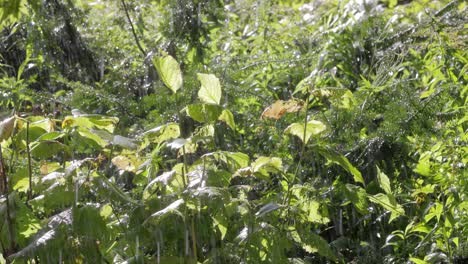 lluvia en el bosque tropical contra el fondo de la luz del sol.