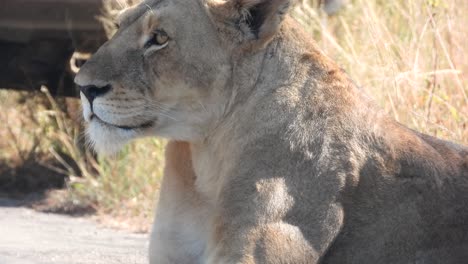 hembra de león africano en el camino, parque nacional kruger, sudáfrica