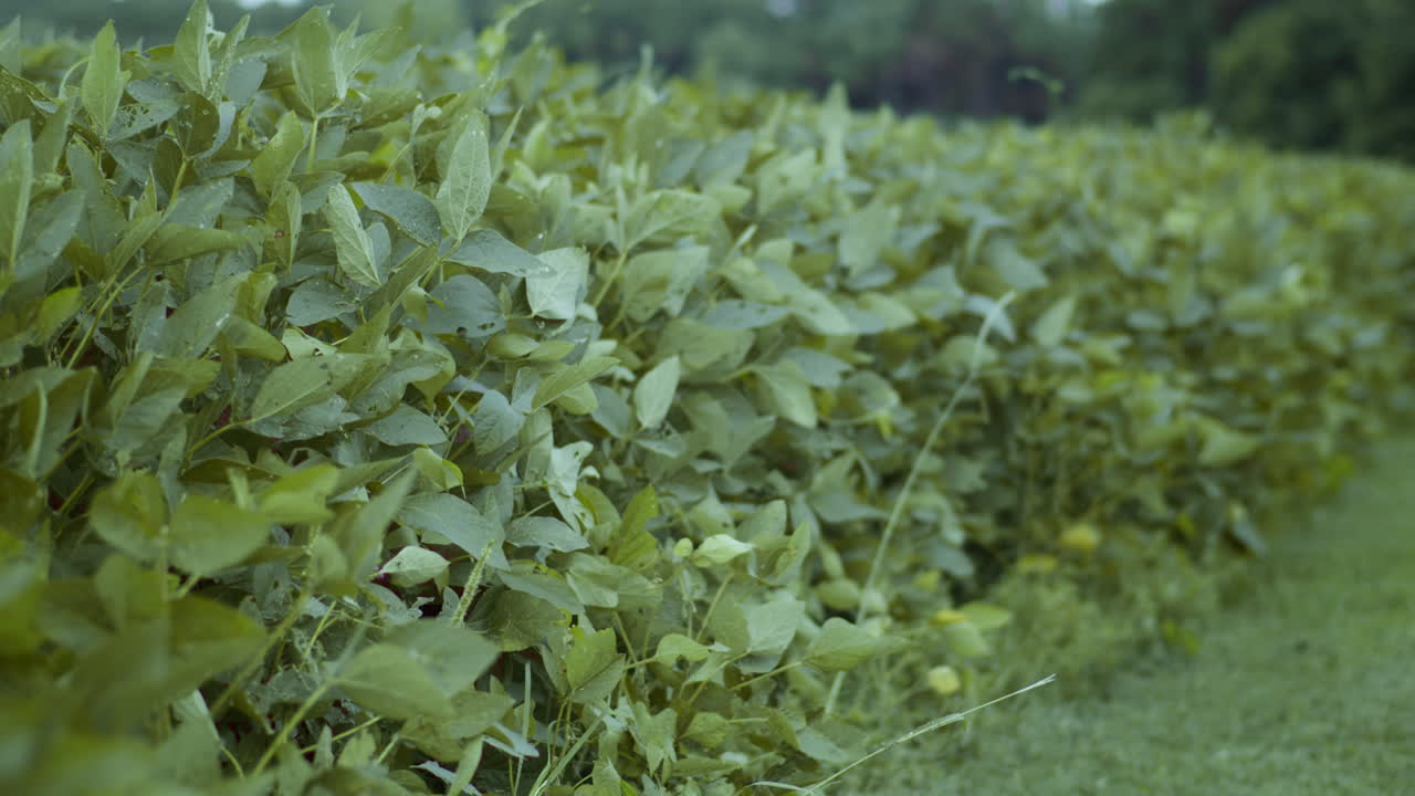 cerca de una fila de un campo de frijol en las zonas rurales de carolina del norte