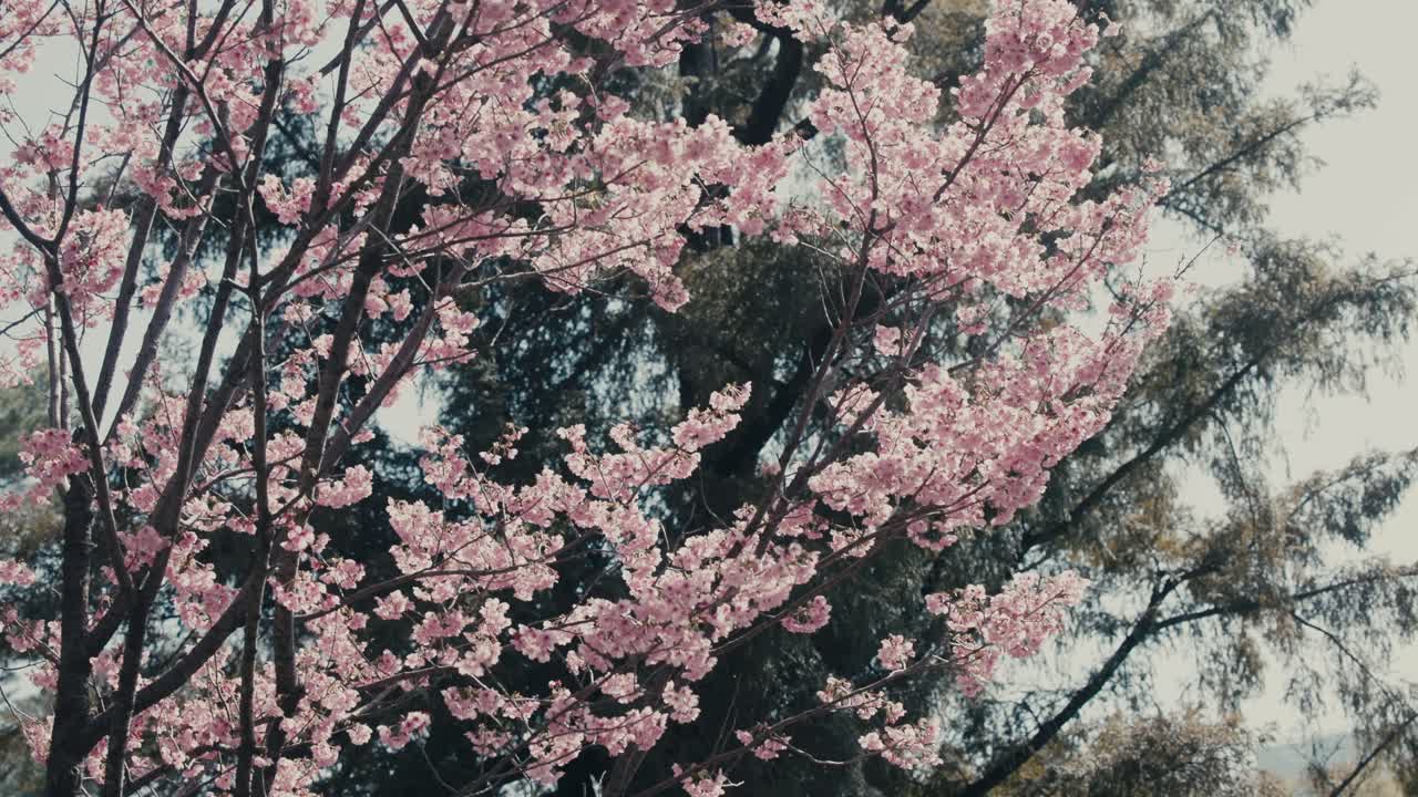 Ciliegio con fiori in piena fioritura in primavera