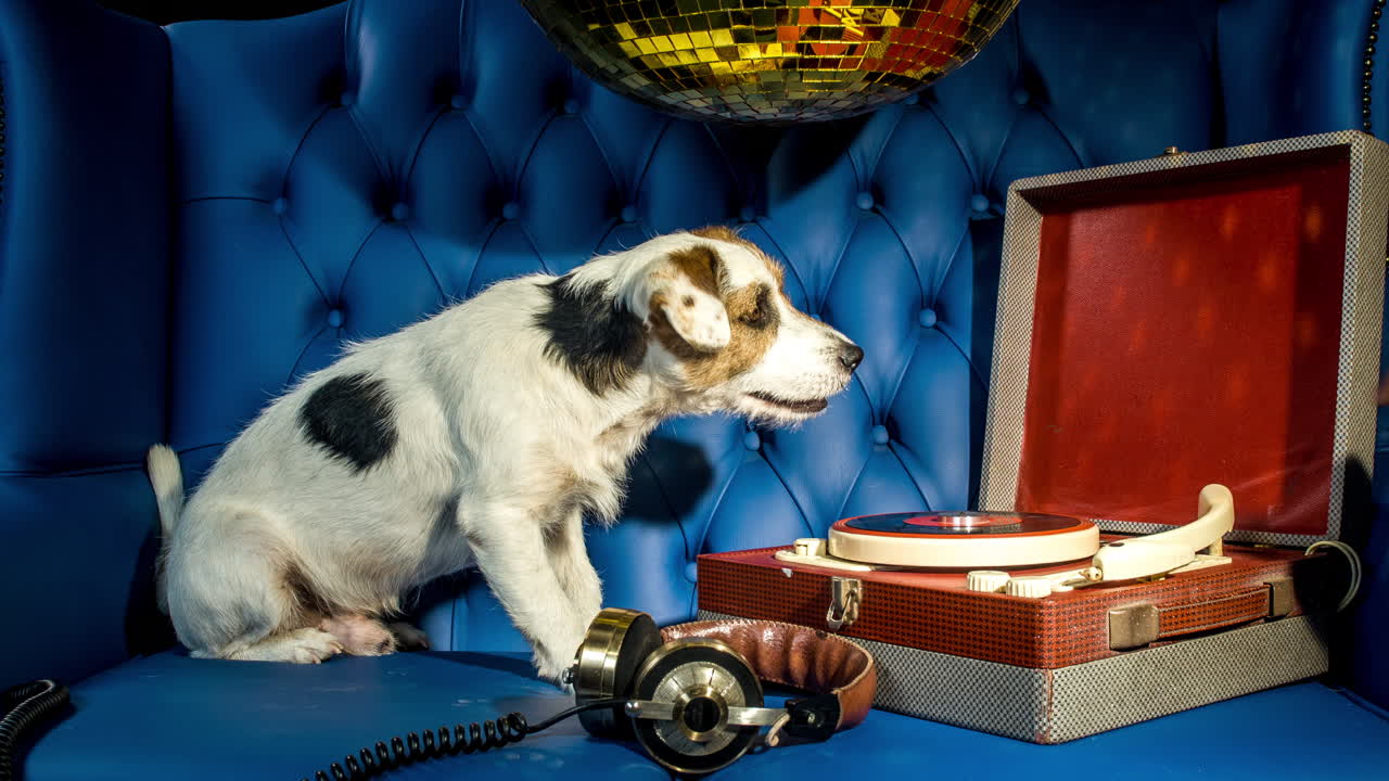 собака красная пластинка 4k 04