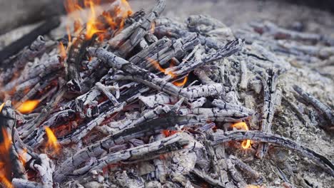 beautiful campfire in the summer forest