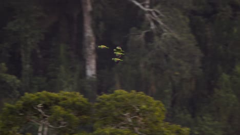 Four-Mealy-Parrots-flying-against-thick-jungle-in-Tambopata-National-Reserve