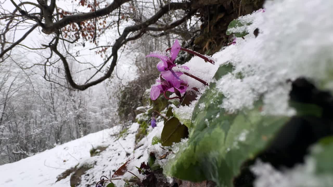 Fresco e brillante fiore viola di ciclamino con petali rosa sboccia sotto la nevicata. Paesaggio invernale della foresta ircana, campagna iraniana, natura meravigliosa, vivida e colorata bellezza montana, fioritura e crescita primaverile all'aperto.