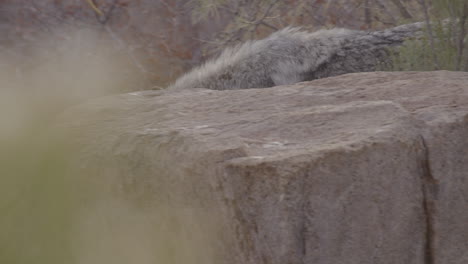 lobo gris caminando detrás de una roca ángulo bajo