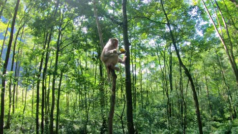 Macaque-monkey-eating-food-thrown-by-tourists-and-climbing-trees-in-a-forest,-Ten-Mile-Gallery-Monkey-Forest,-Zhangjiajie-National-Park,-China