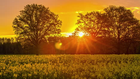 Hermoso-Amanecer-Naranja-Y-Amarillo-Sobre-Un-Paisaje-Con-Pradera-De-Flores-Y-árboles-En-El-Fondo