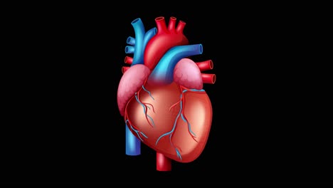 a realistic human heart animation showing rhythmic pulsing with vibrant colors against a dark background