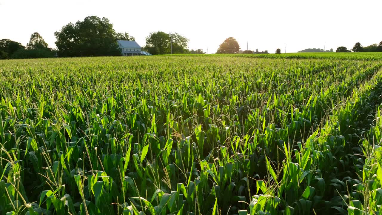 Cornfield in tassel during beautiful summer sunset