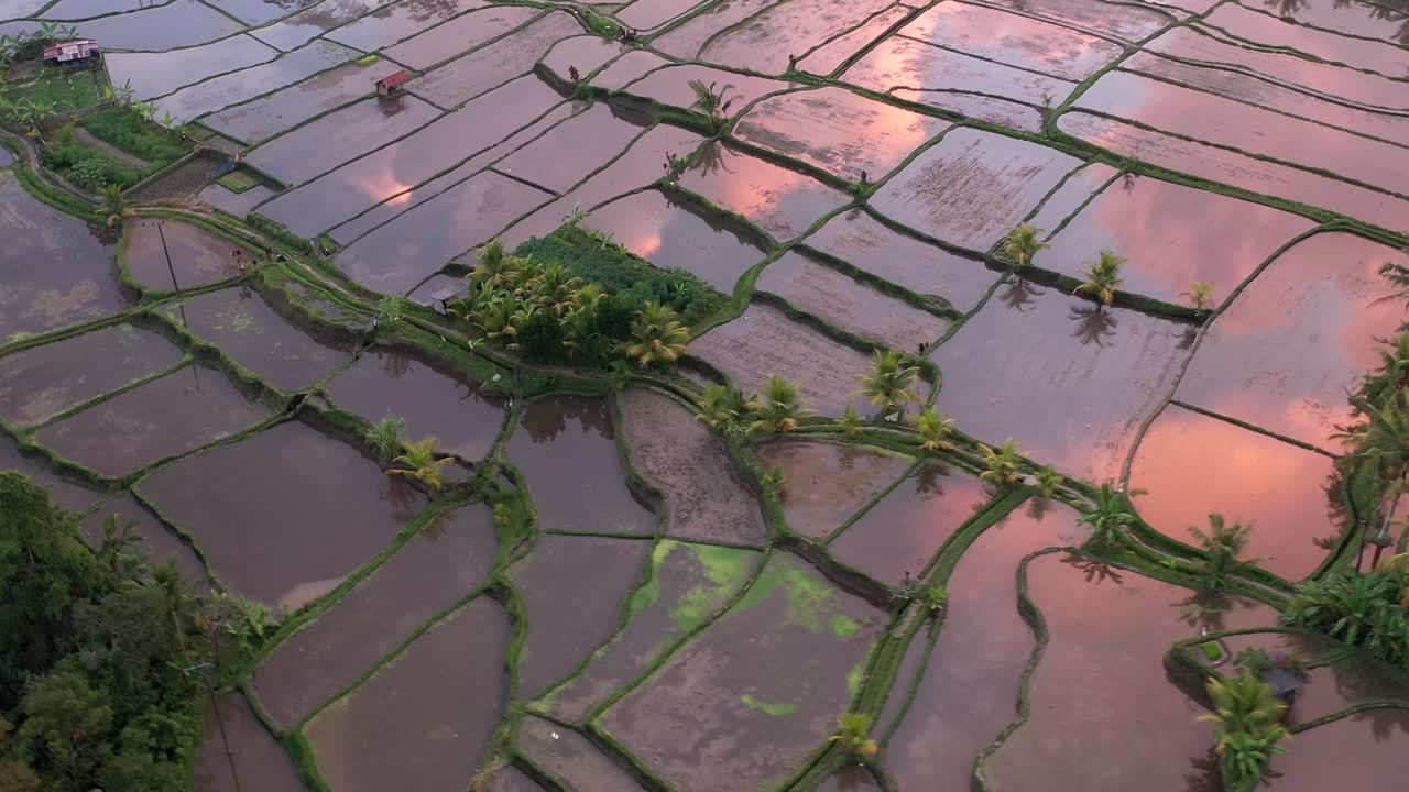 campos de arroz en terrazas de regadío, bali, indonesia