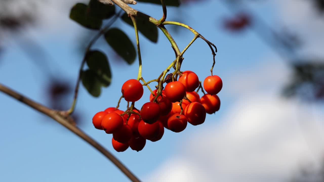 산의 재 또는 rowan sorbus aucupari