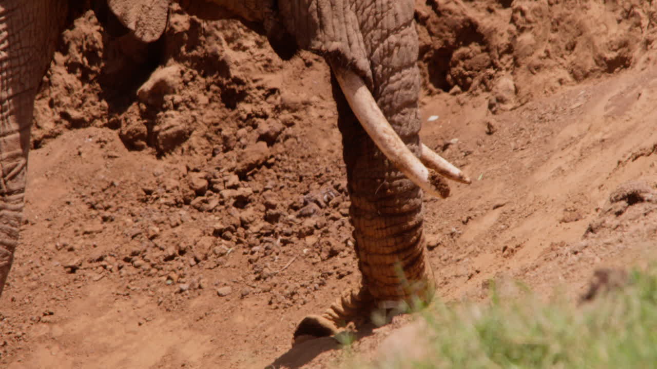 African Bush Elephants tusks digging soil