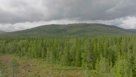 young spruce trees growing in dense forest of