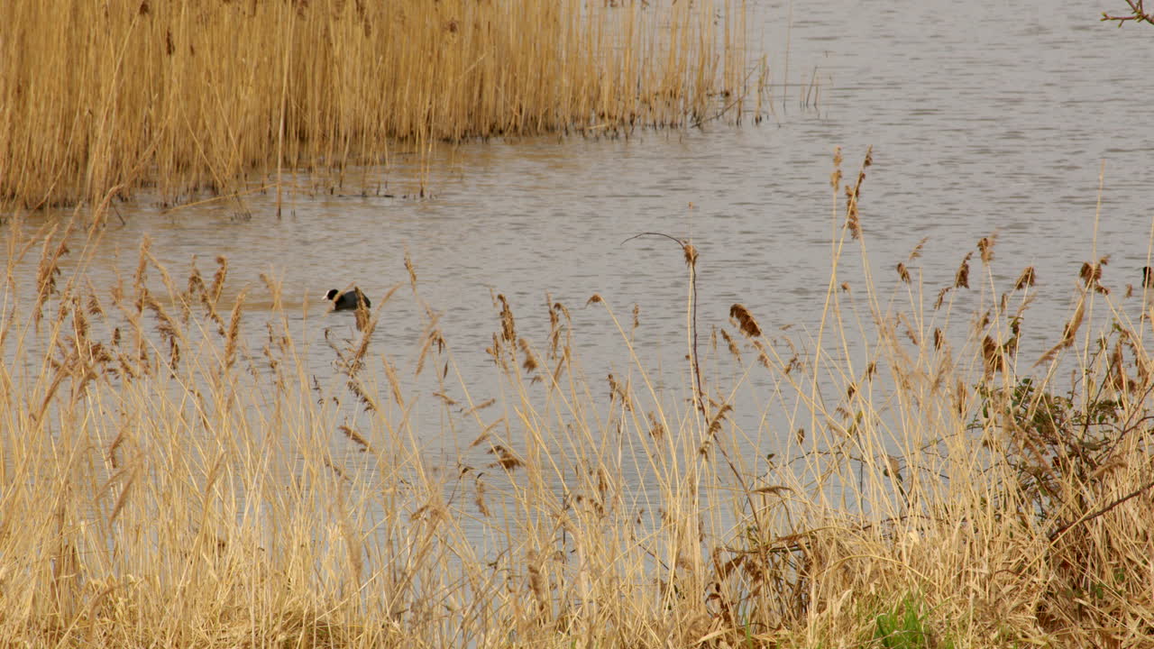 amplia toma de coots que van bajo el agua alimentándose en una reserva natural de humedales en el río hormiga en los norfolk broads