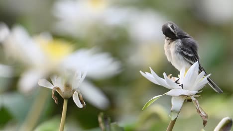 grey wagtail sitting on water lily flower in morning