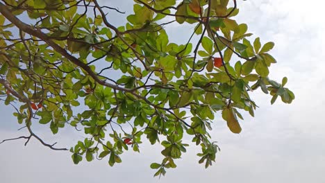 Grüne-Blätter-An-Einem-Schönen-Baum-In-Einem-Park-Mit-Einer-Leichten-Brise