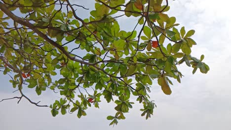 Green leaves on a beautiful tree in a park with a light breeze