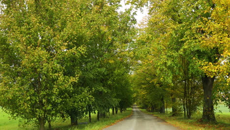 Ein-Waldweg-Mitten-In-Einem-Laubwald,-Der-Bei-Starkem-Wind-Im-Herbst-Nach-Unten-Führt,-Wenn-Die-Blätter-An-Einem-Sonnigen-Nachmittag-In-Den-Beskiden-Regional-4k-60fps-Von-Den-Bäumen-Fallen