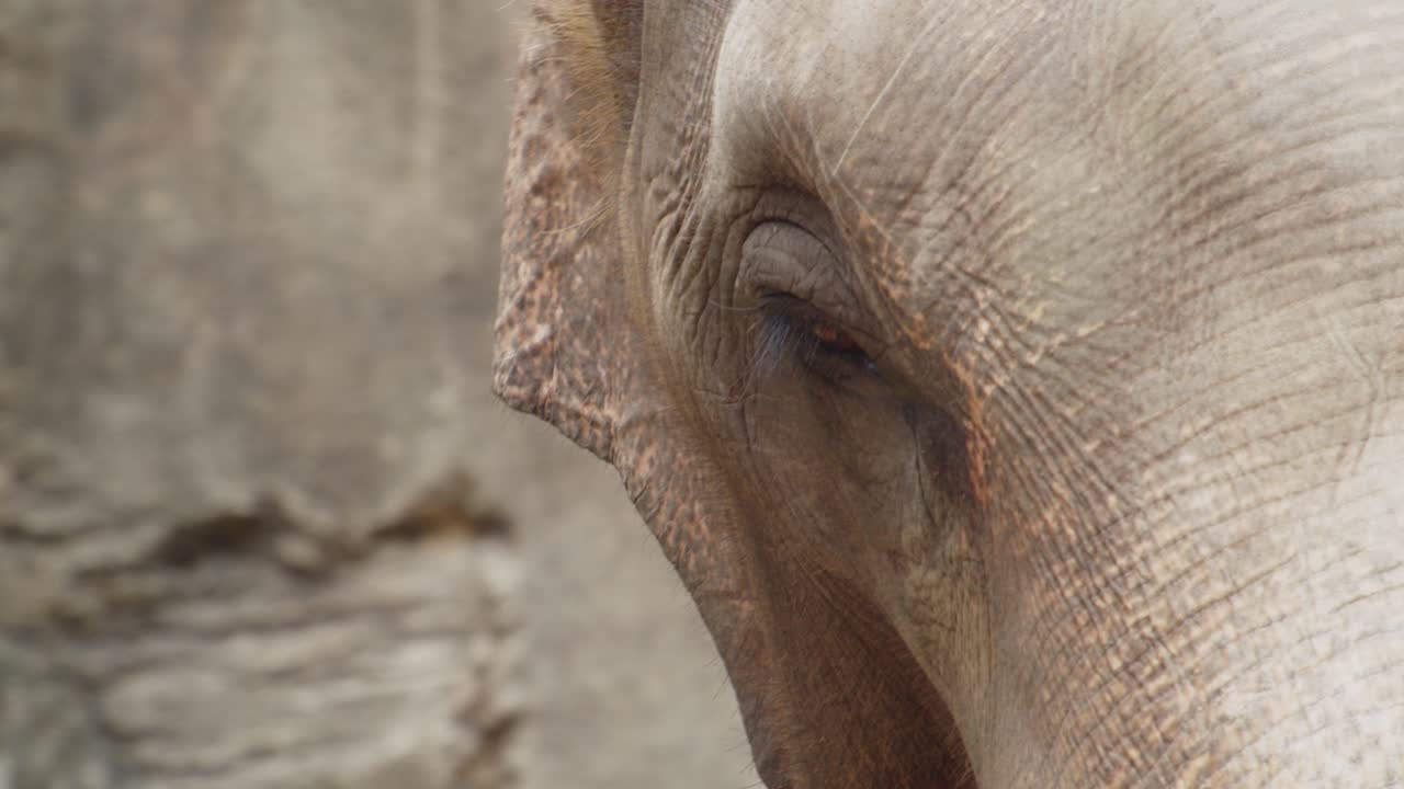 elefante asiático, primer plano