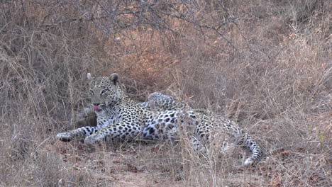 los cachorros de leopardo juegan y rodan unos alrededor de otros tontos en la hierba alta