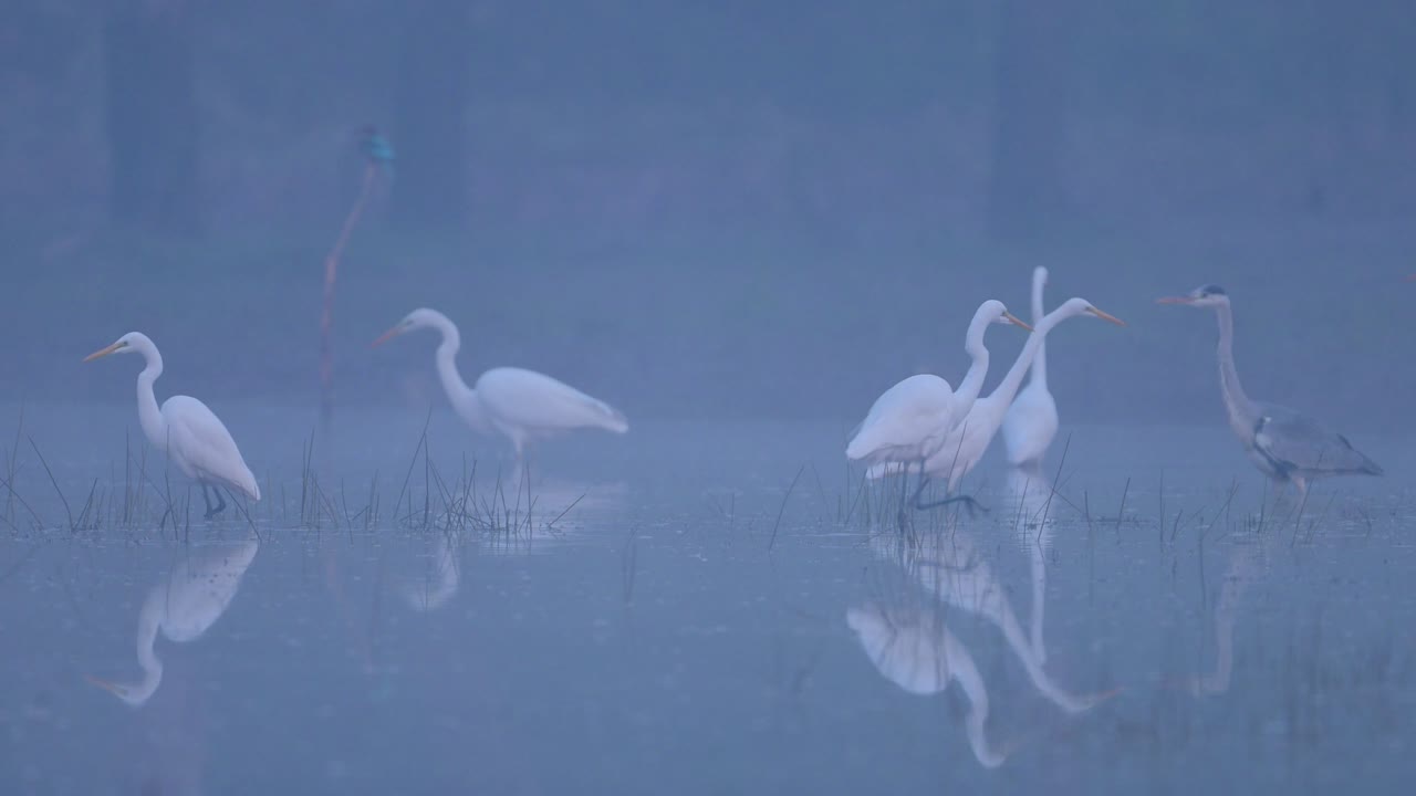 bandada de grandes garzas blancas con reflejo en el agua en una hermosa mañana de niebla de invierno