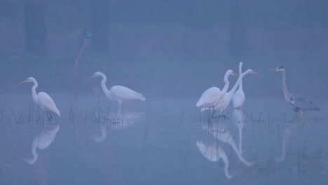 Herde-Großer-Weißer-Reiher-Mit-Spiegelung-Im-Wasser-An-Einem-Wunderschönen-Nebligen-Wintermorgen