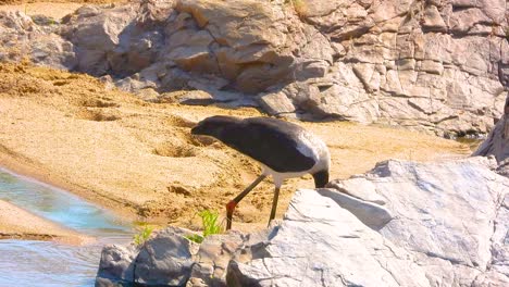 ave de cigüeña de pico de silla cerca de un pozo de agua en el parque nacional kruger, sudáfrica