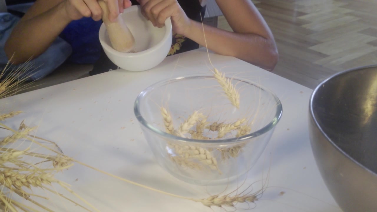 Una ripresa a mezzo busto mostra le mani di un bambino che tengono fermo un mortaio di ceramica bianca e macinano chicchi di grano con un pestello di legno, dietro una ciotola di vetro con steli di grano, durante una lezione pratica di agricoltura Waldorf.
