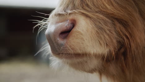 the nose of a thoroughbred goblee. draws in air through the nostrils