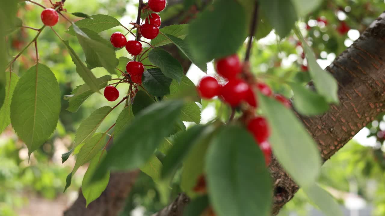 cerezas en el árbol