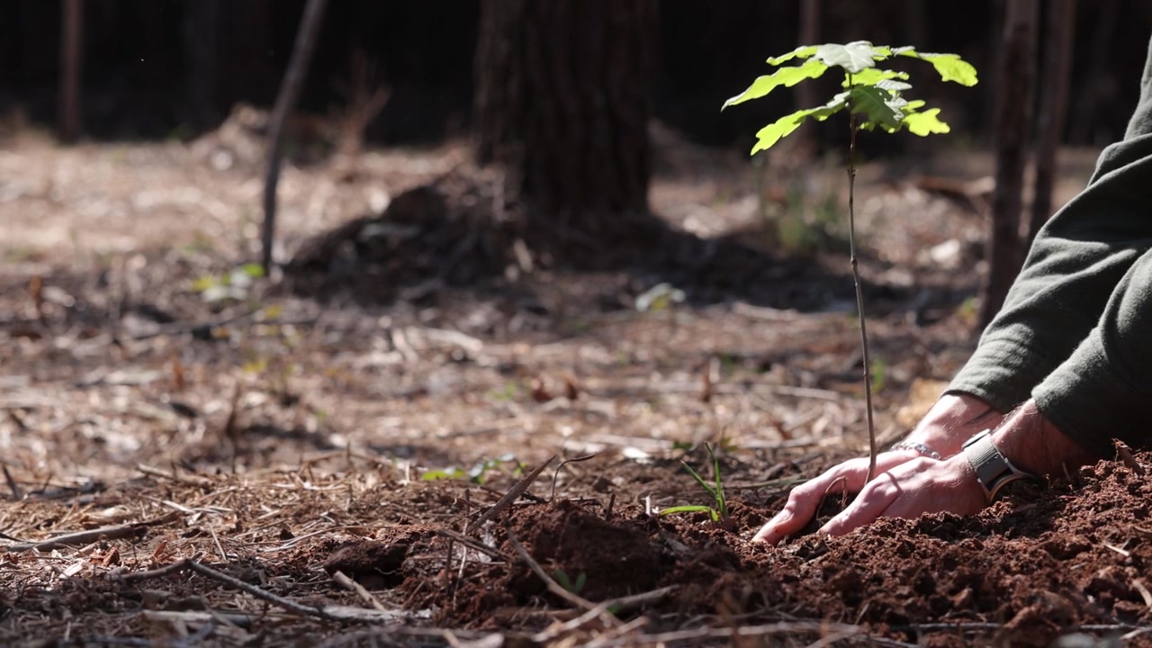 Esforço de Reflorestamento: Pessoa Plantando Muda de Carvalho em Ecossistema Danificado – Restauração da Biodiversidade e do Habitat