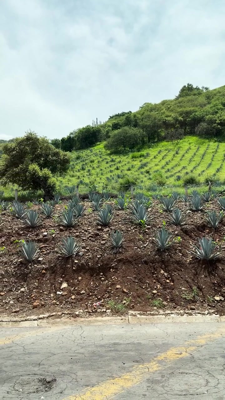 File di piante di agave crescono su un pendio accanto a una strada rurale sotto un cielo nuvoloso
