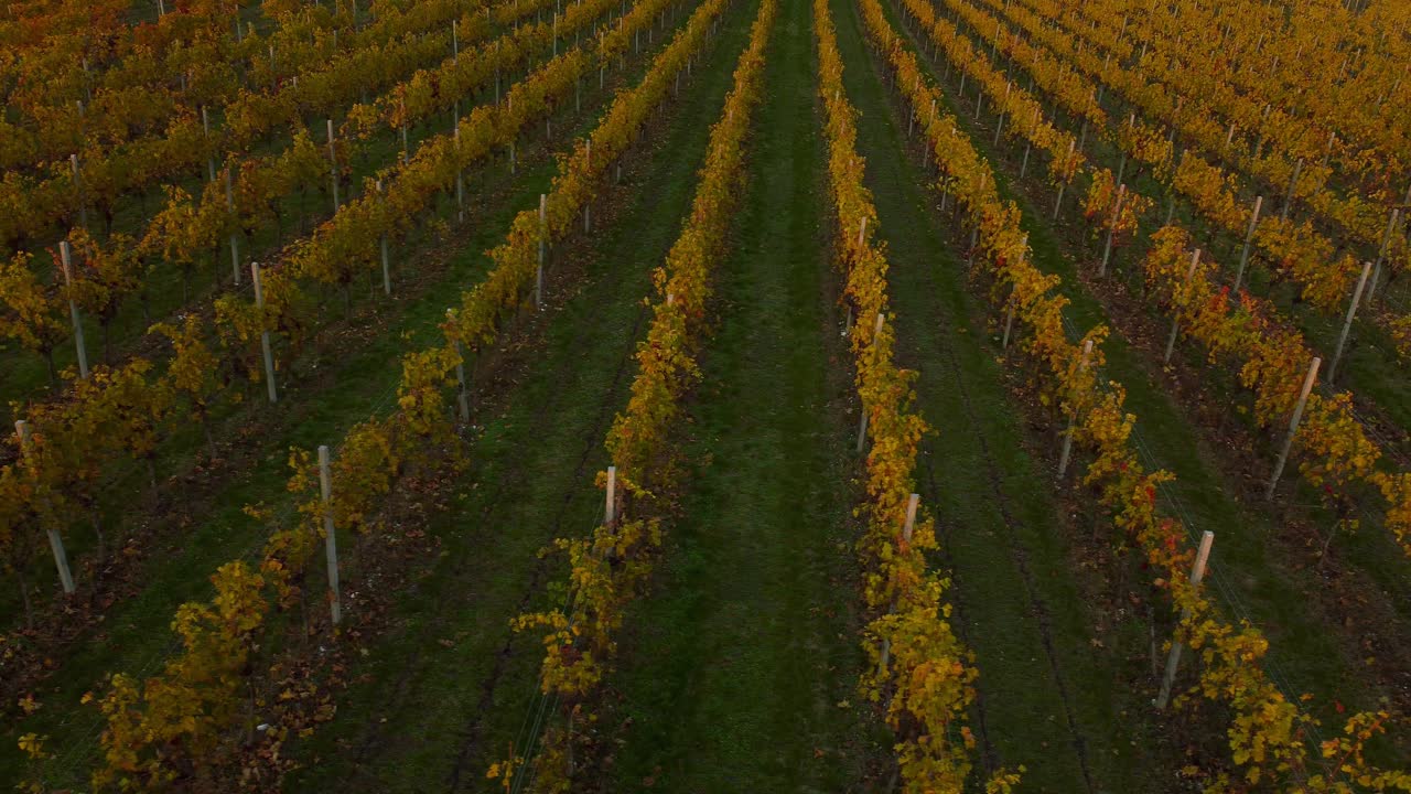 pintoresco campo de viñedos amarillos y verdes en las colinas de valpolicella, verona, italia en otoño después de la cosecha de uvas para vino tinto al atardecer rodeado de granjas tradicionales