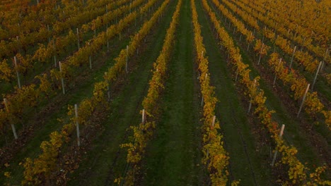 Scenic-yellow-and-green-vineyard-field-on-hills-in-Valpolicella,-Verona,-Italy-in-autumn-after-harvest-of-grapes-for-red-wine-by-sunset-surrounded-by-traditional-farms