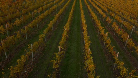 scenic yellow and green vineyard field on hills in valpolicella, verona, italy in autumn after harvest of grapes for red wine by sunset surrounded by traditional farms