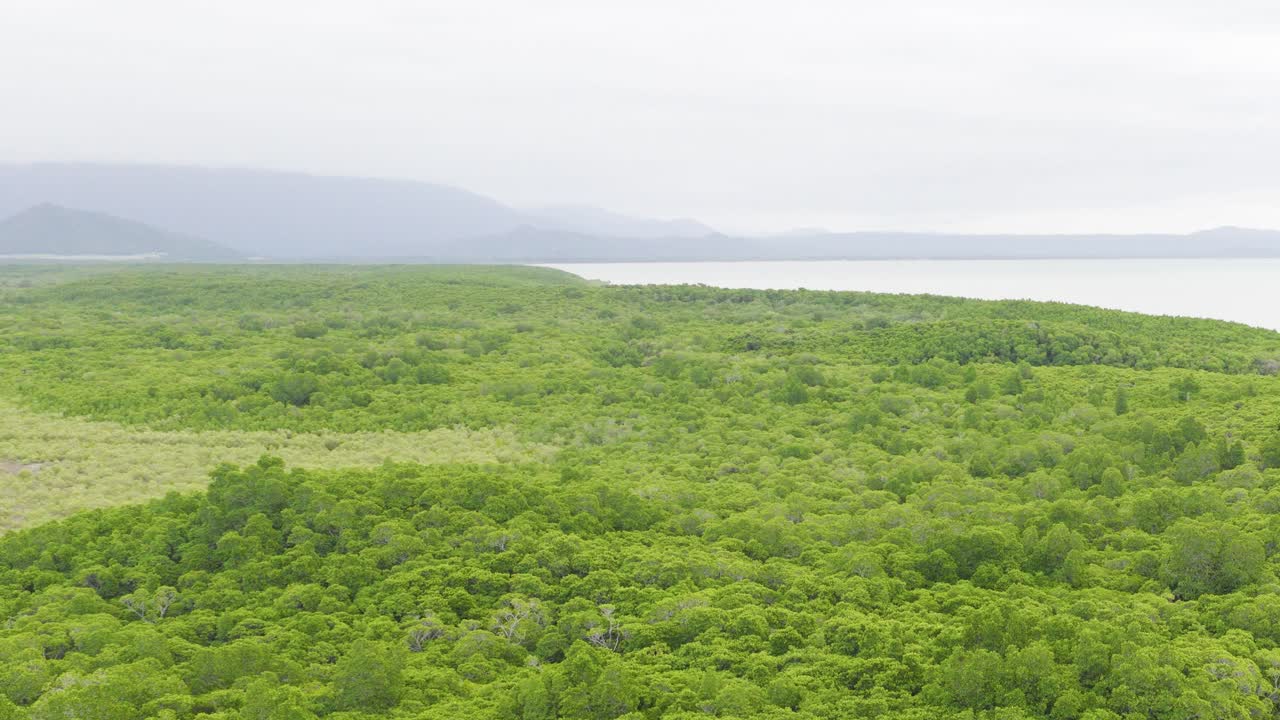 Aerial footage captures expansive green forest and distant mountains under overcast skies in Port Douglas, Australia