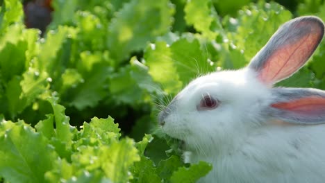 white rabbit in a lettuce patch