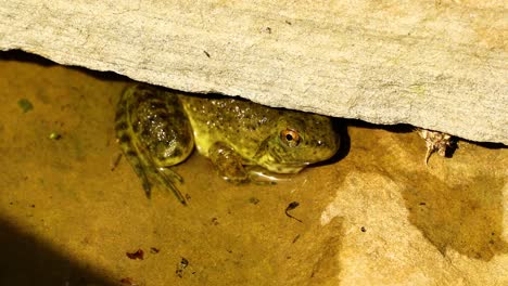 Baby-American-Bullfrog-hiding-under-a-rock
